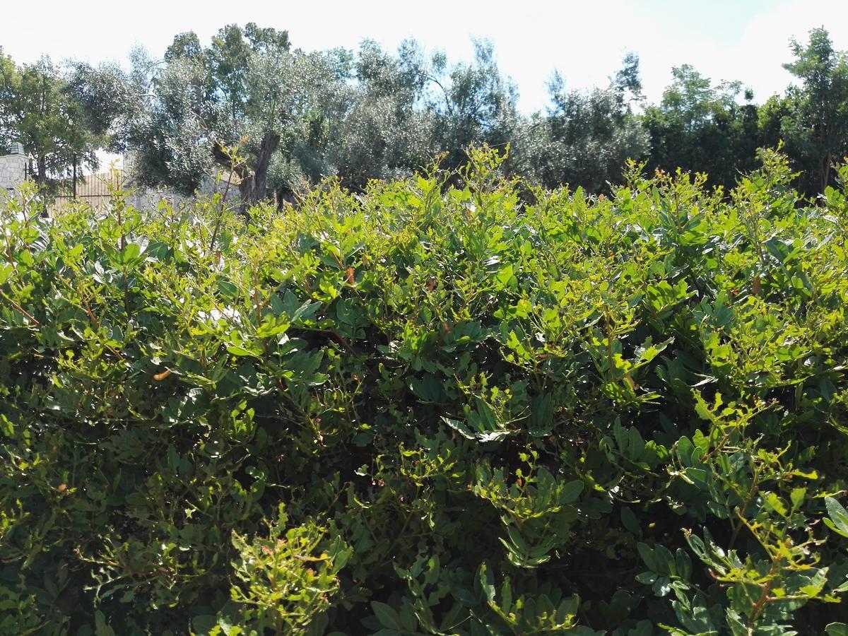 Casale Farnesiana B&B Tarquinia Exterior foto
