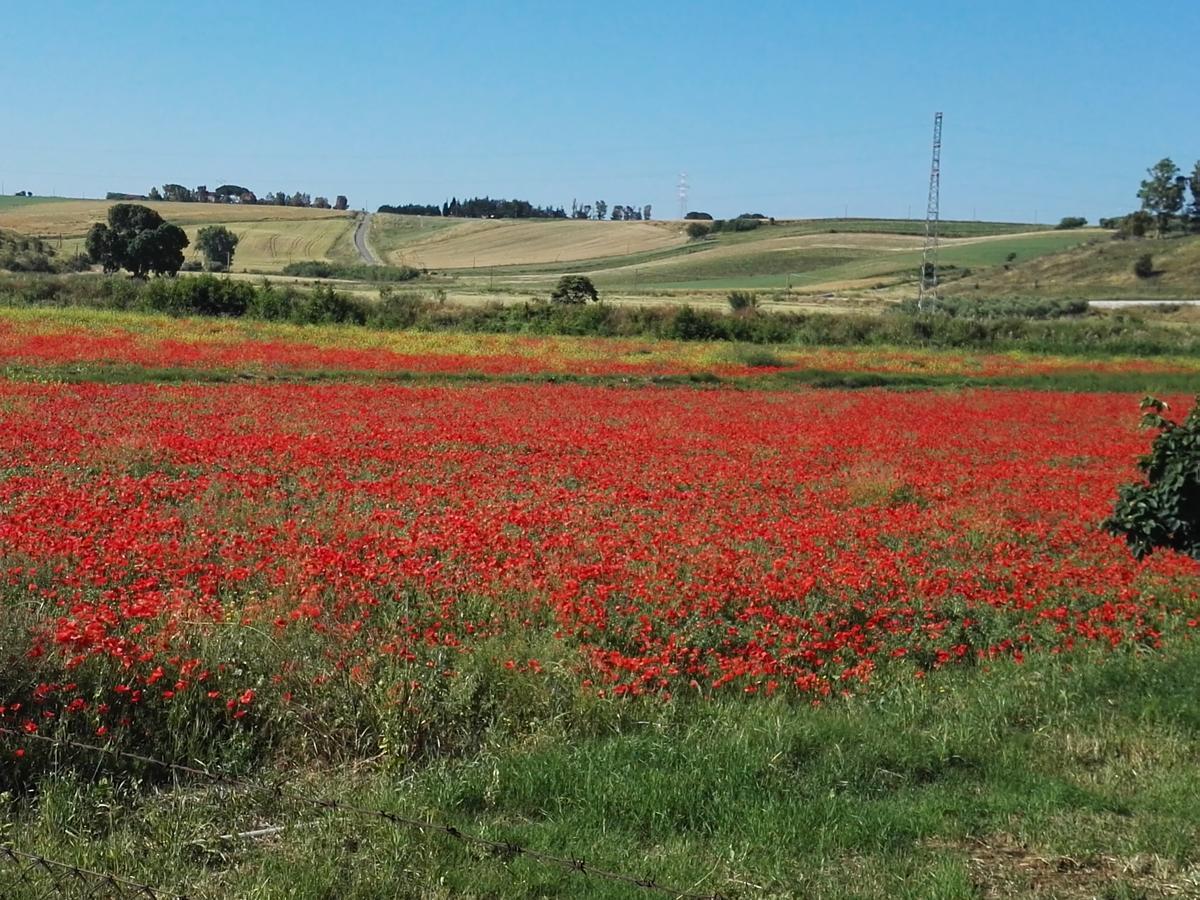 Casale Farnesiana B&B Tarquinia Exterior foto
